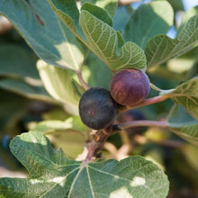 Load image into Gallery viewer, Black Mission Fig