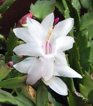 Load image into Gallery viewer, Christmas Cactus - Assorted Colors