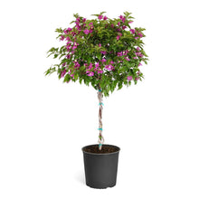 Load image into Gallery viewer, New River Purple Bougainvillea