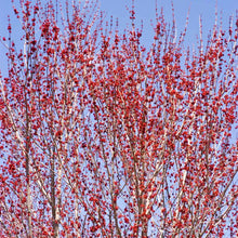 Load image into Gallery viewer, Red Sunset Maple Tree