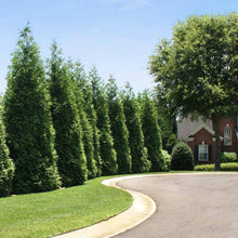 Load image into Gallery viewer, Thuja Green Giant