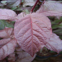 Load image into Gallery viewer, Crimson Pointe™ Purple Leaf Plum Tree
