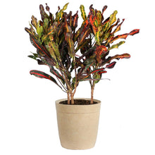 Load image into Gallery viewer, Croton Mammy Plant
