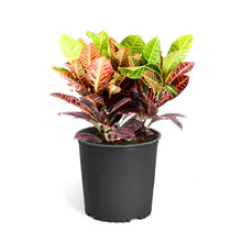 Load image into Gallery viewer, Croton &#39;Petra&#39; Plant
