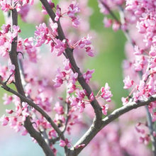 Load image into Gallery viewer, Eastern Redbud Tree
