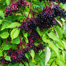 Load image into Gallery viewer, Elderberry Plant
