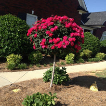 Load image into Gallery viewer, Knock Out® Rose Tree
