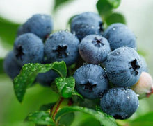 Load image into Gallery viewer, Sweetheart Blueberry Bush - USDA Organic
