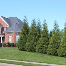 Load image into Gallery viewer, Thuja Green Giant
