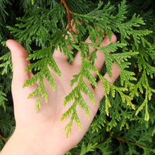 Load image into Gallery viewer, Thuja Green Giant
