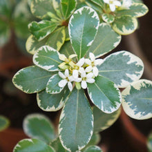 Load image into Gallery viewer, Variegated Pittosporum
