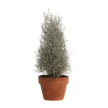 Load image into Gallery viewer, Cushion Bush - Pyramid
